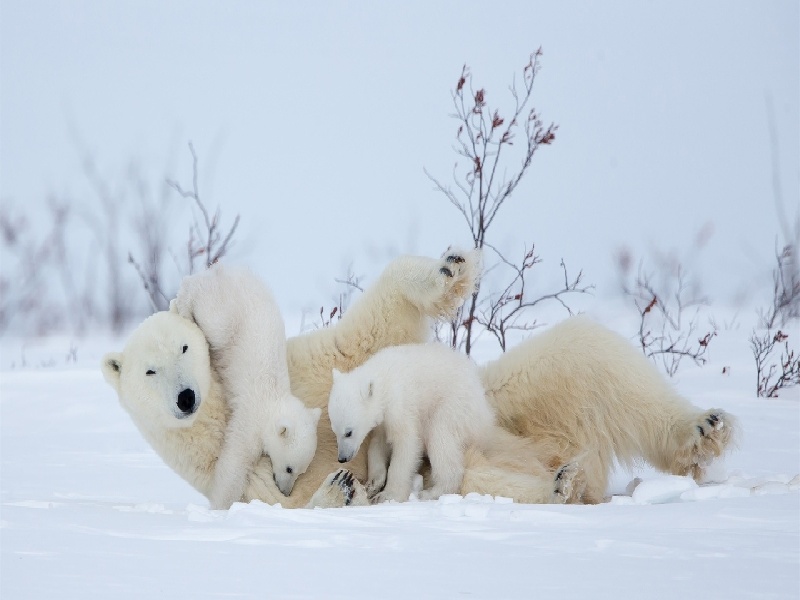 <strong>试管期间没有胃口（教师试管移植请假）</strong>