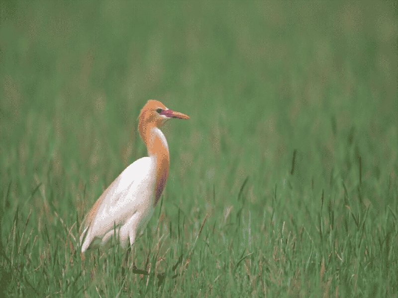 长春最靠谱的代生,代生咨询：在长春公立医院可